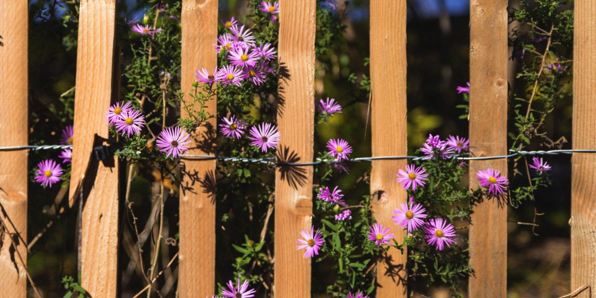 Quotes about Fences Filled with Inspiration, Morale, and Wisdom